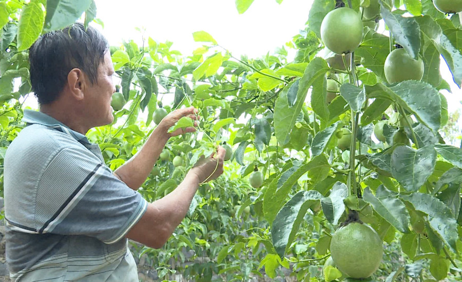 M. Nguyen Ngoc Quy à côté du modèle aux fruits de la passion. Photo : M.L. ong-nguyen-ngoc-quy-ben-mo-hinh-chanh-day.jpg