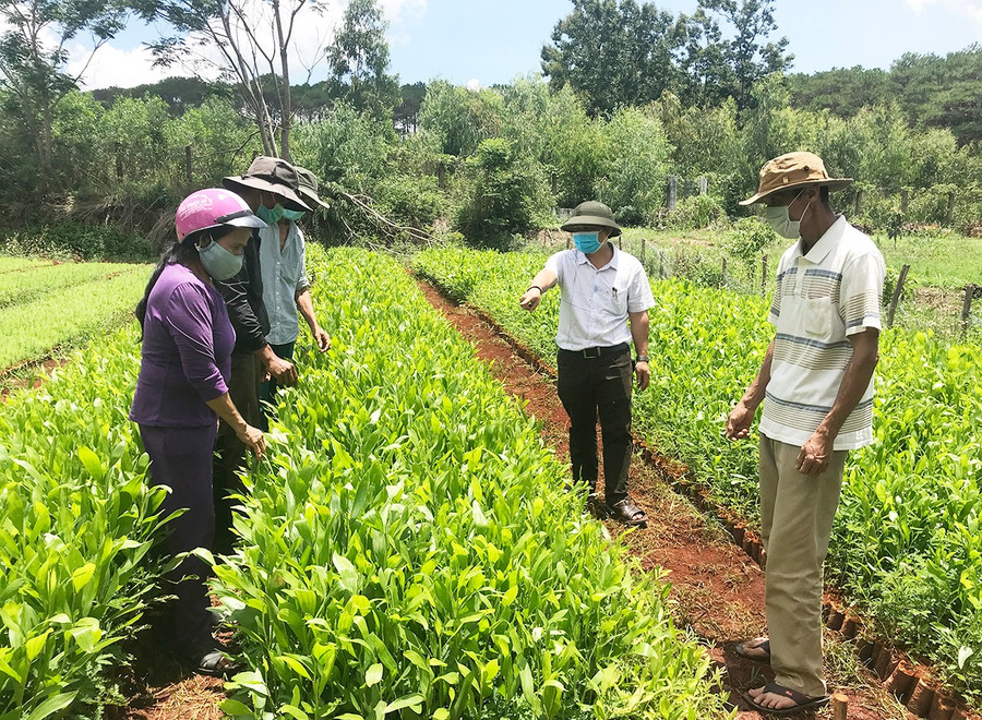 Cây giống keo lá tràm của Ban Quản lý rừng phòng hộ Mang Yang chuẩn bị đem trồng rừng. Ảnh: M.P cay-giong-keo-la-tram-cua-ban-quan-ly-rung-phong-ho-mang-yang-chuan-bi-dem-trong-rung.jpg