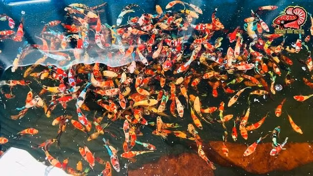 6 giống cá betta được anh Hải nuôi tại trại