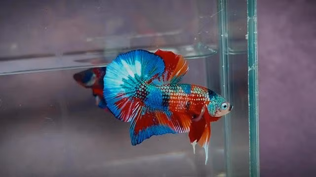 Cá betta muticolor