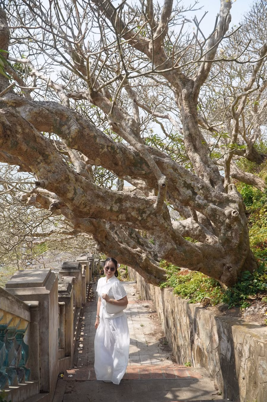 Dưới tán sứ cổ thụ