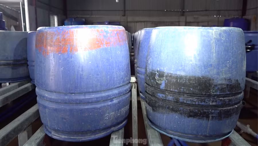 Bên trong 4 cơ sở được các đối tượng hàn hệ thống giá sắt kiên cố cùng hàng nghìn thùng nhựa để sản xuất giá đỗ.