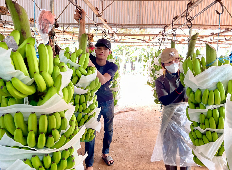 Chuối xuất khẩu sẽ được đánh giá cả về chất lượng từ phẩm chất bên trong lẫn hình thức bên ngoài. Ảnh: V.T chuoi-xuat-khau-se-duoc-danh-gia-ca-ve-chat-luong-tu-pham-chat-ben-trong-lan-hinh-thuc-ben-ngoai-anh-vt.jpg