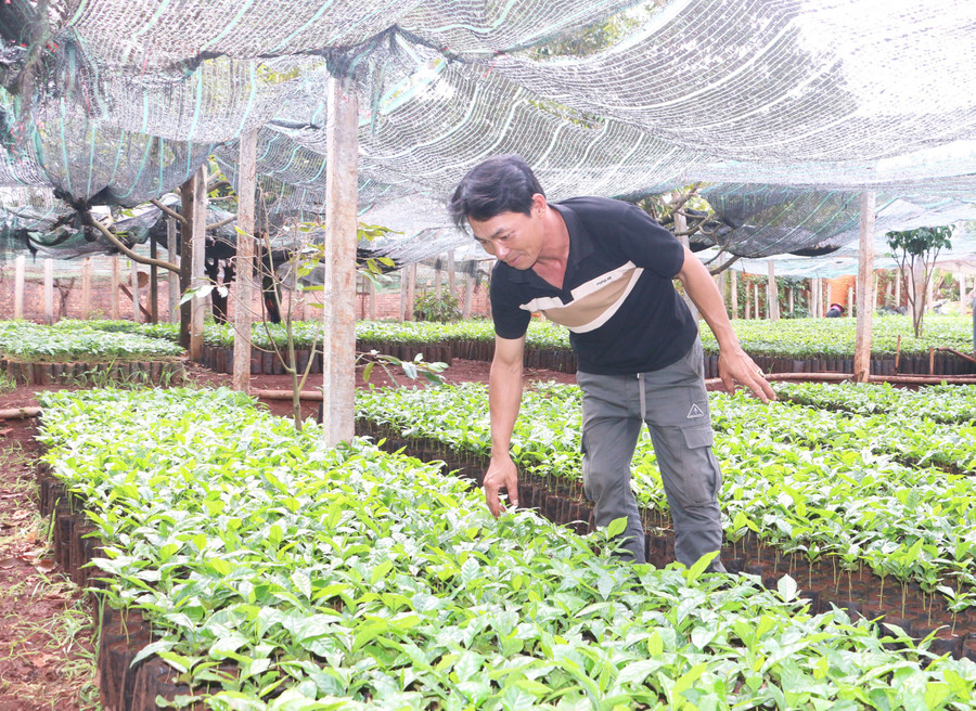 គ្រាប់ពូជកាហ្វេទាំងអស់របស់សហករណ៍សេវាកម្មកសិកម្ម Nghia Hoa (ស្រុក Chu Pah) ត្រូវបានប្រជាជន និងអាជីវករទិញ។ រូបថត៖ Q.T 1.jpg