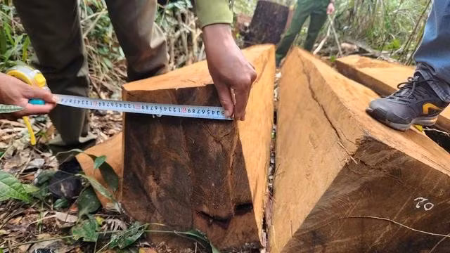 Cây kiền kiền bị cưa xẻ thành từng khối vuông
