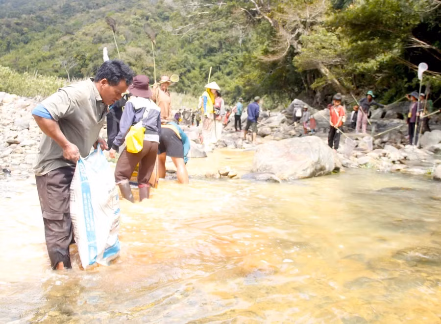 Người Giẻ Triêng 'gây mê' bắt cá bằng cây rừng ảnh 3