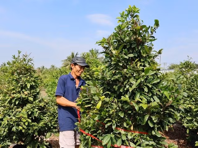 Ông Bảy Tìm, một trong những chủ vườn chuyển đổi thành công mô hình đất trồng mía, trồng lúa sang trồng mai vàng