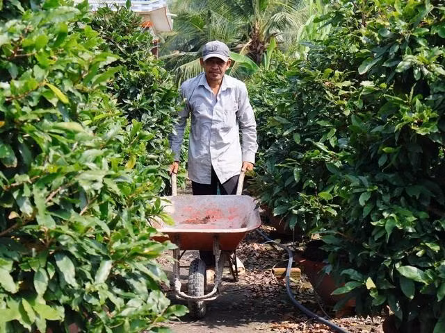 Nhiều người từ nơi khác đến làng mai làm công dịp trước tết