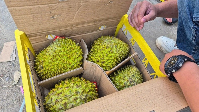 Xuất khẩu sầu riêng sang thị trường Trung Quốc kỳ vọng lấy lại đà tăng trưởng trong nửa cuối năm 2025 Xuất khẩu sầu riêng sang thị trường Trung Quốc kỳ vọng lấy lại đà tăng trưởng trong nửa cuối năm 2025