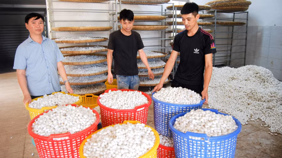 Mỗi năm Công ty TNHH Huy Vạn Hạnh bao tiêu 900 tấn kén của nông hộ liên kết trong và ngoài làng nghề khu vực Nam Ban, Lâm Hà