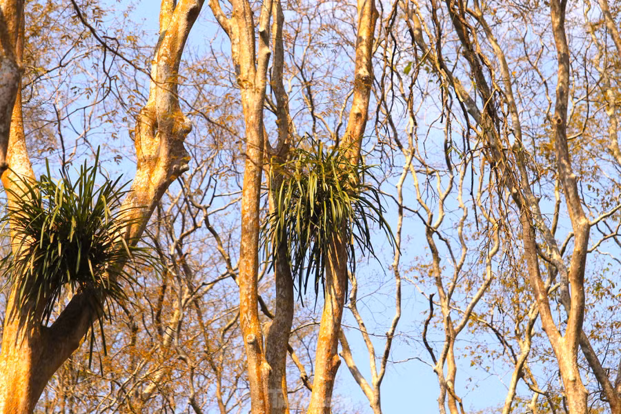 Trên các thân cây săng lẻ cổ thụ đều có những cây hoa lan, thực vật sống ký sinh.