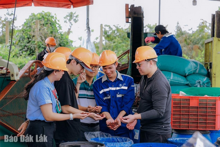 Tìm hiểu về quy trình sơ chế cà phê sau thu hoạch.