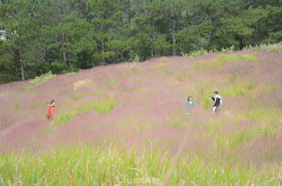 Cỏ lau hồng thường xuất hiện từ cuối tháng 11 đến hết tháng 12, tạo nên khung cảnh lãng mạn, đẹp như cổ tích trong tiết trời se lạnh của Đà Lạt.