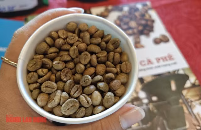 Giá cà phê đang ở mức cao