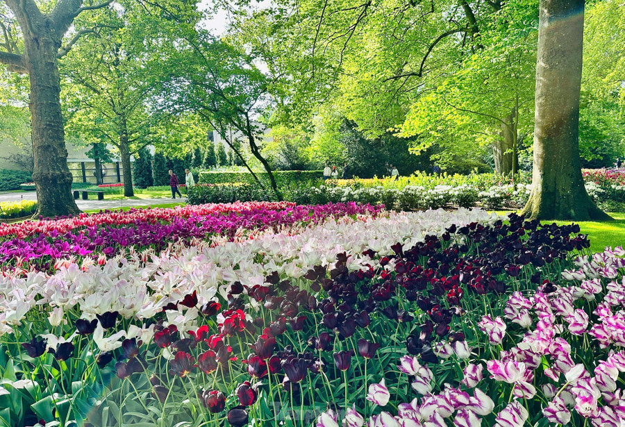 Mùa xuân vào khoảng tháng 4, tháng 5, Hà Lan khoác lên mình tấm áo rực rỡ của hàng triệu đóa tulip vào mùa nở rộ, Amsterdam chính là cửa ngõ lý tưởng để bạn bắt đầu hành trình khám phá vẻ đẹp say đắm lòng người này. Mùa xuân vào khoảng tháng 4, tháng 5, Hà Lan khoác lên mình tấm áo rực rỡ của hàng triệu đóa tulip vào mùa nở rộ, Amsterdam chính là cửa ngõ lý tưởng để bạn bắt đầu hành trình khám phá vẻ đẹp say đắm lòng người này.