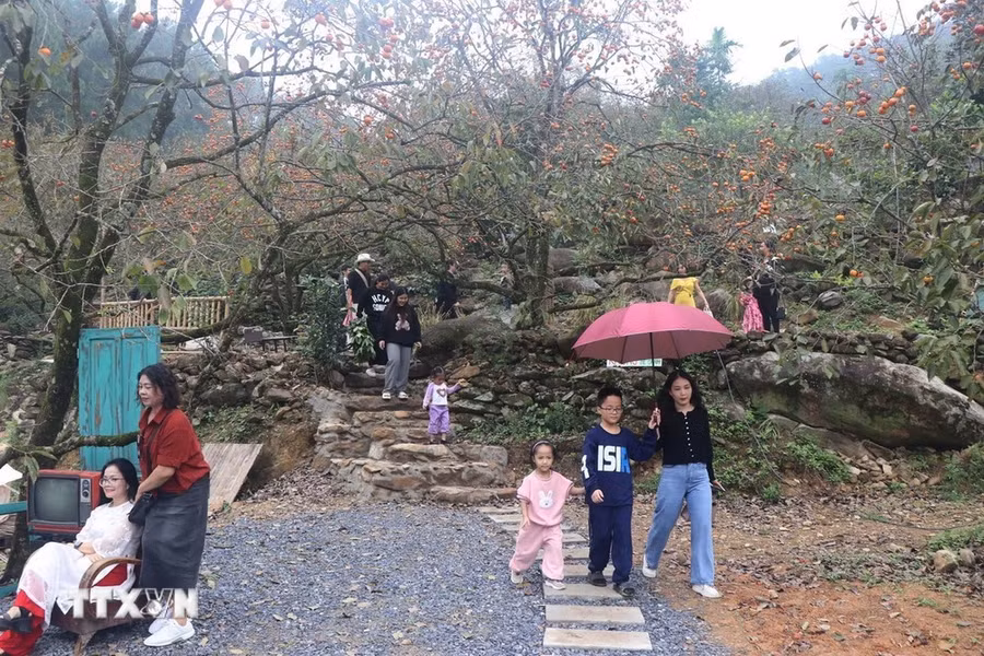 Du khách thích thú khám phá vườn hồng Đại Huệ. (Ảnh: Trịnh Duy Hưng/TTXVN)