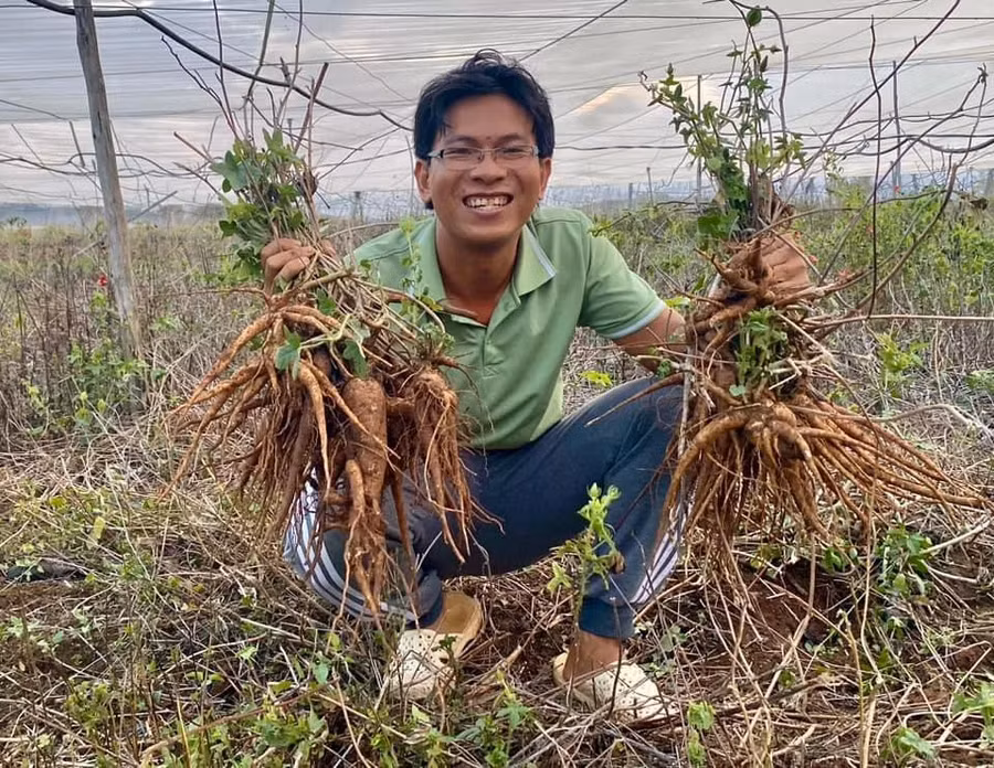 Anh Lập tại một vườn sâm bố chính được canh tác theo quy trình hữu cơ