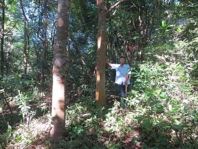 Ông Trần Ngọc Sơn bên gốc lim xanh to lớn