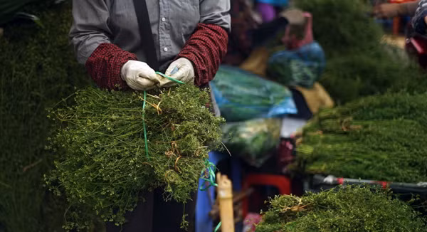 Cây mùi dùng để tắm phải là loại mùi già đã trổ hoa, kết trái. Cây càng nhiều hạt càng thơm