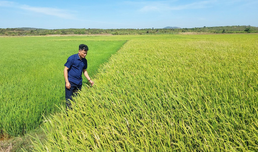 Cây lúa nước trên cánh đồng làng Me( xã Ia Piơr). Ảnh: N.D cay-lua-nuoc-tren-canh-dong-lang-me-xa-ia-pior.jpg