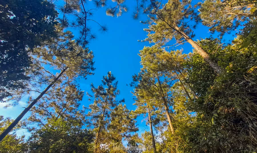 Qua khảo sát, Bí thư Tỉnh ủy Bình Định Hồ Quốc Dũng giao Sở Xây dựng, Sở Nông nghiệp và Môi trường, các đơn vị liên quan phối hợp chặt chẽ với chủ đầu tư trong quá trình triển khai; thực hiện các bước tiếp theo đúng quy định. Ông lưu ý trong quá trình xây dựng, giữ lại tối đa cây cối, đặc biệt là rừng thông, một đặc trưng sinh thái của khu vực này.