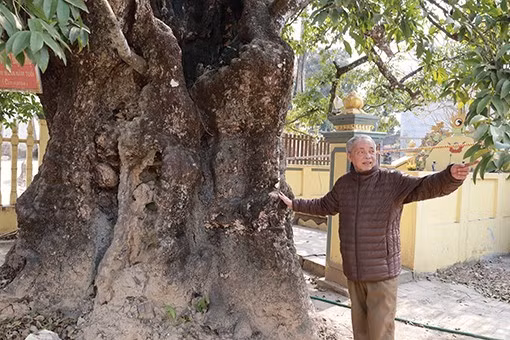 Ông Tạ Đình Hạp giới thiệu về “cụ” thị nghìn năm tuổi