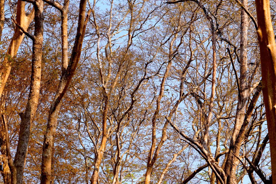 Những thân cây trụi lá đan xen chằng chịt tạo nên khung cảnh hoang sơ, mộc mạc.