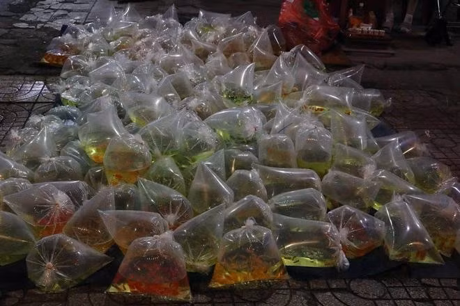 Chợ cá Lưu Xuân Tín là chợ cá cảnh lớn nhất TP.HCM