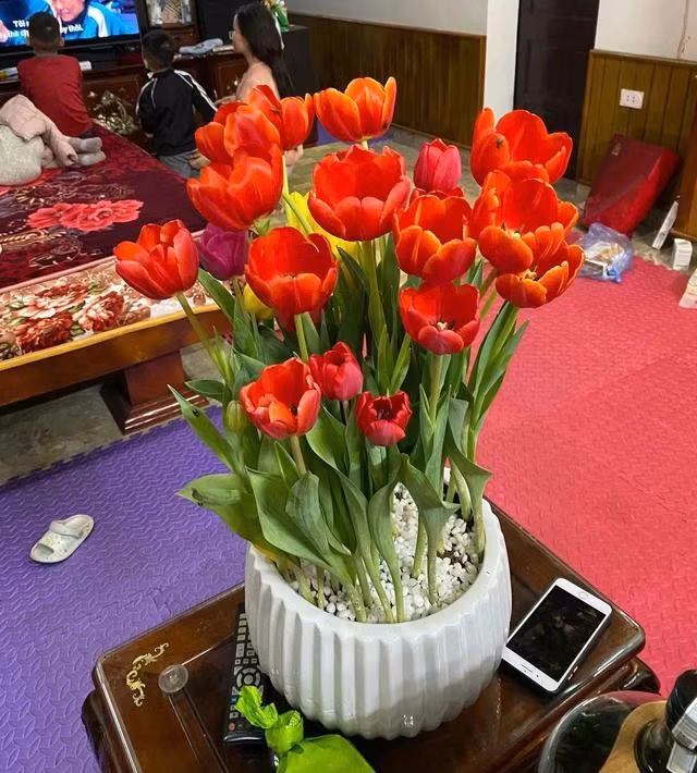Chậu hoa tulip của chị Hà nở đẹp