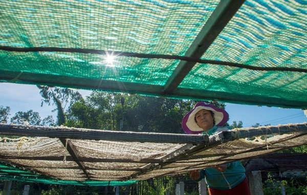 Phở sắn được ép và tạo hình rồi mang ra phơi nắng. Phở sắn được ép và tạo hình rồi mang ra phơi nắng.