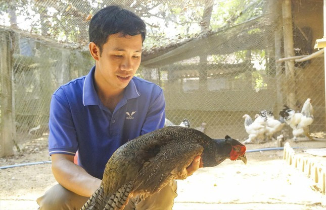 Anh Tô Vũ Thành Tín thành công với mô hình phát triển kinh tế, mang lại thu nhập cao cho gia đình. Ảnh: Trương Định