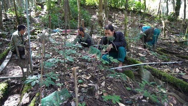 Sâm Ngọc Linh là loài đặc hữu, chỉ sinh trưởng trong điều kiện tự nhiên khắt khe của vùng núi Ngọc Linh Sâm Ngọc Linh là loài đặc hữu, chỉ sinh trưởng trong điều kiện tự nhiên khắt khe của vùng núi Ngọc Linh
