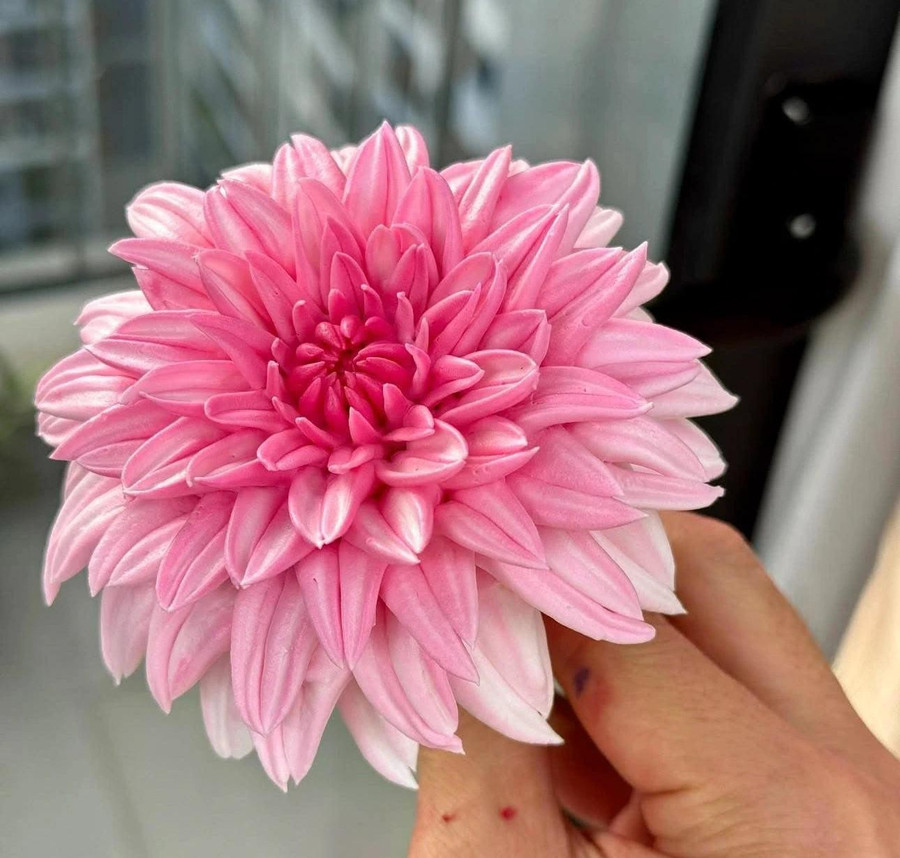 Những bông hoa bằng kem được anh Lương làm trong 5 phút Những bông hoa bằng kem được anh Lương làm trong 5 phút