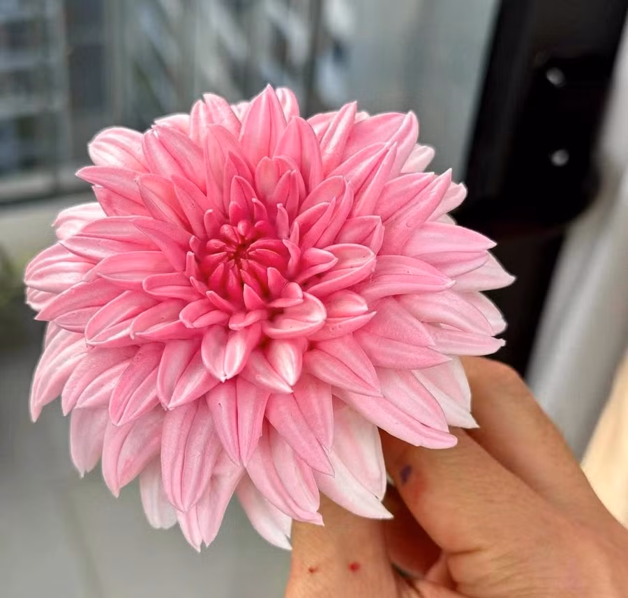 Những bông hoa bằng kem được anh Lương làm trong 5 phút