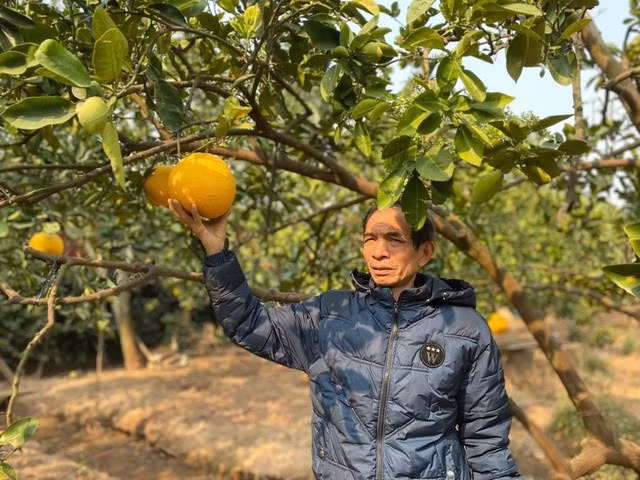 Nông dân Nguyễn Bá Minh mong muốn được chia sẻ kinh nghiệm về trồng bưởi với các nông dân khác