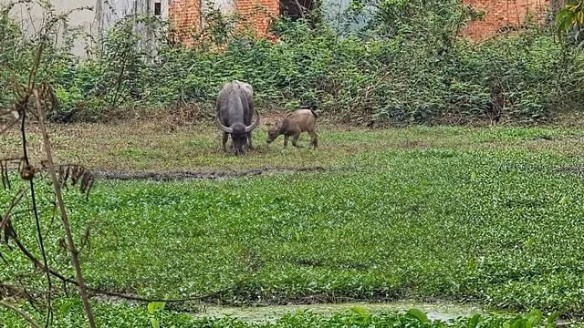 Con trâu cái húc người