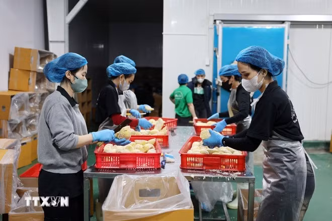 Cấp đông để xuất khẩu chính ngạch sầu riêng đông lạnh sang Trung Quốc. (Ảnh: Hoài Thu/TTXVN)