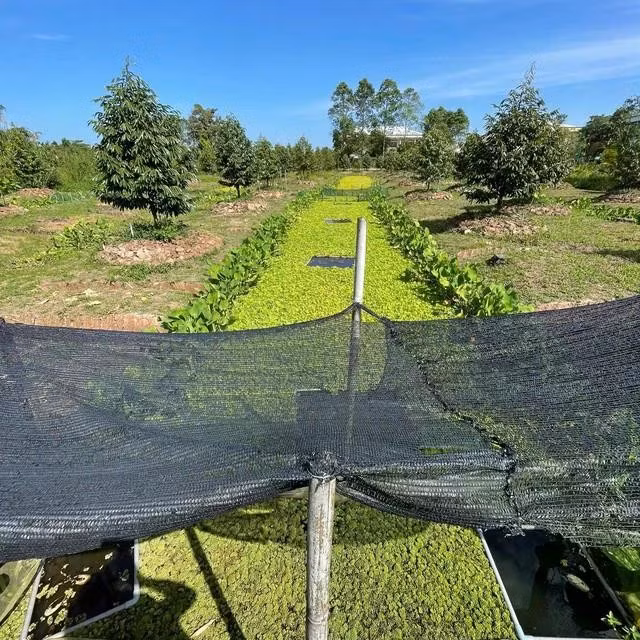 Những mương nước trong vườn sầu riêng được anh Thái thả bèo, rong để tạo môi trường sống, trú ẩn cho ốc