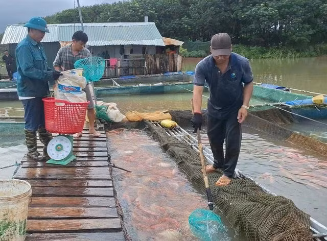 Gia đình anh Trương Quốc Khánh mưu sinh bằng nghề nuôi cá bè và đánh bắt thủy sản trên sông Pô Kô