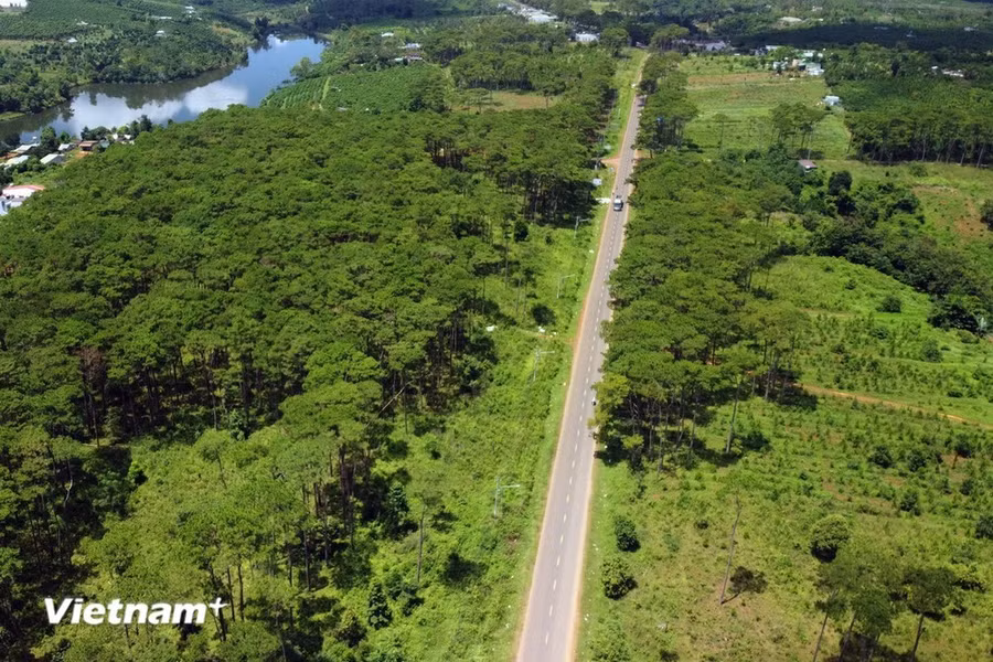 Cưỡng chế thu hồi đất, trồng lại rừng thông ven Quốc lộ 28 là một ưu tiên của huyện Đắk Glong thời gian qua.