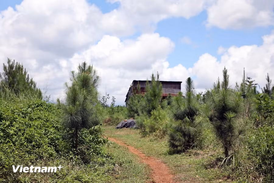 Rừng thông phát triển xanh tốt tại khu vực từng bị lấn, chiếm trái phép để sản xuất nông nghiệp.