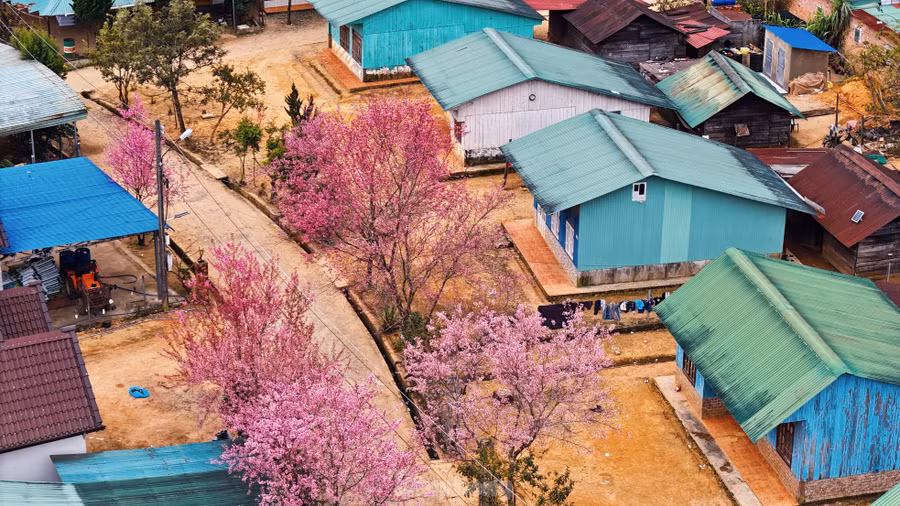 Vào dịp Tết, hoa đào nở không chỉ là dấu hiệu của mùa Xuân mà còn là phần không thể thiếu trong những ngày lễ hội của cộng đồng.