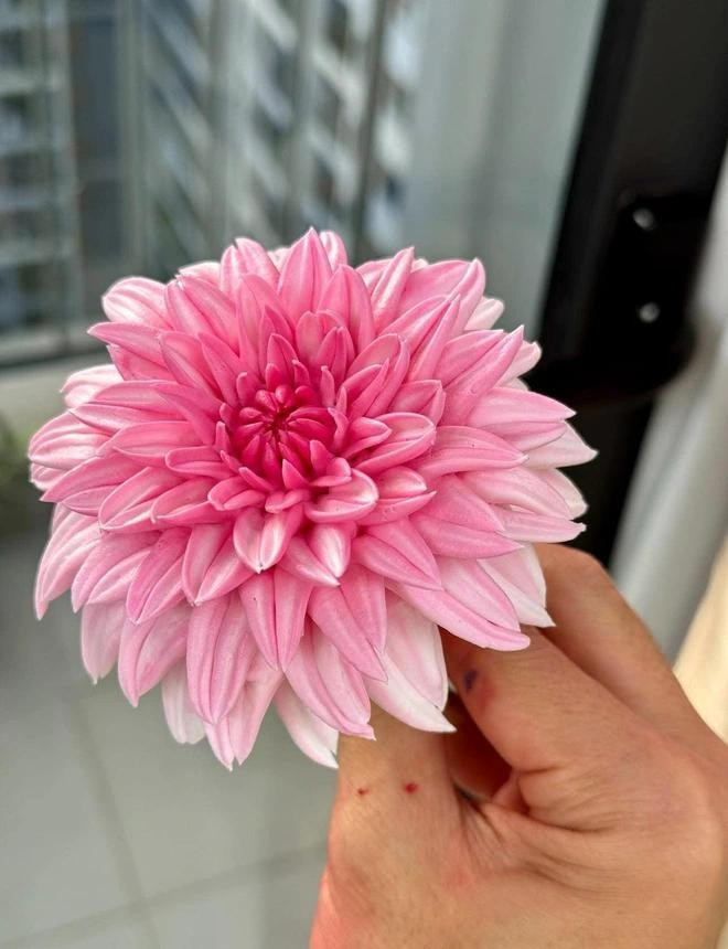 Nhiều người đánh giá hoa kem đẹp đến từng chi tiết nhỏ Nhiều người đánh giá hoa kem đẹp đến từng chi tiết nhỏ