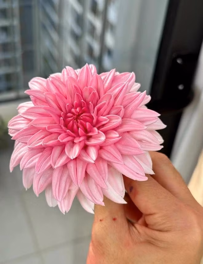 Nhiều người đánh giá hoa kem đẹp đến từng chi tiết nhỏ