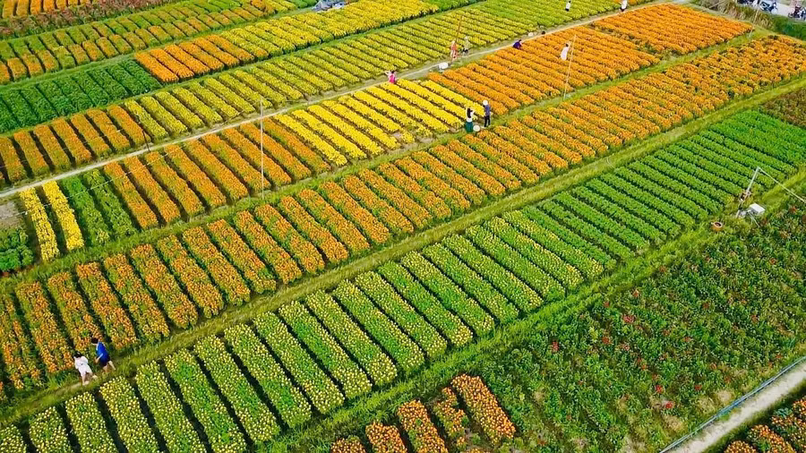 Làng hoa Tân Ba phục vụ khách cho đến rằm tháng giêng.