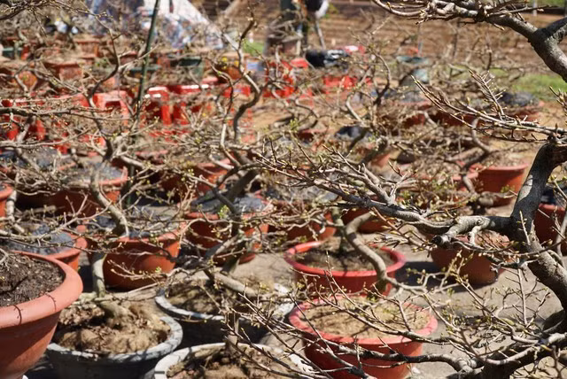 Các chậu hoa được đưa ra bày bán cũng rất ít nụ, không hấp dẫn khách hàng