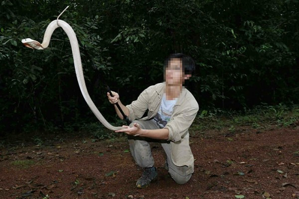 Khi chó mèo không còn hấp dẫn, nhiều bạn trẻ đã lựa chọn những loài vật có độc để thỏa đam mê. Khi chó mèo không còn hấp dẫn, nhiều bạn trẻ đã lựa chọn những loài vật có độc để thỏa đam mê.