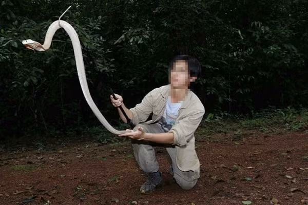 Khi chó mèo không còn hấp dẫn, nhiều bạn trẻ đã lựa chọn những loài vật có độc để thỏa đam mê.