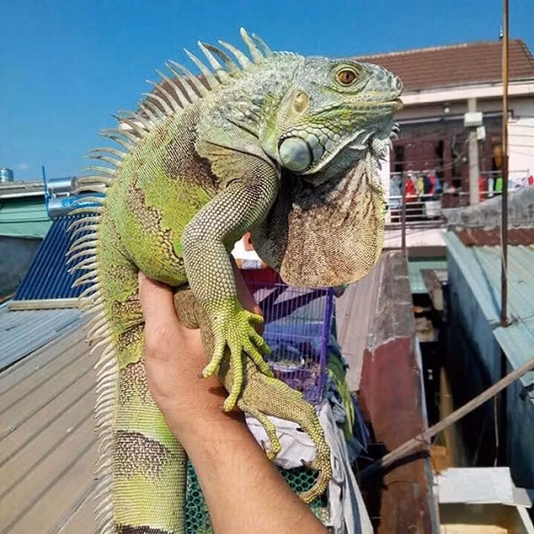 Những loài bò sát “khủng” cũng được lựa chọn làm “thú cưng”.