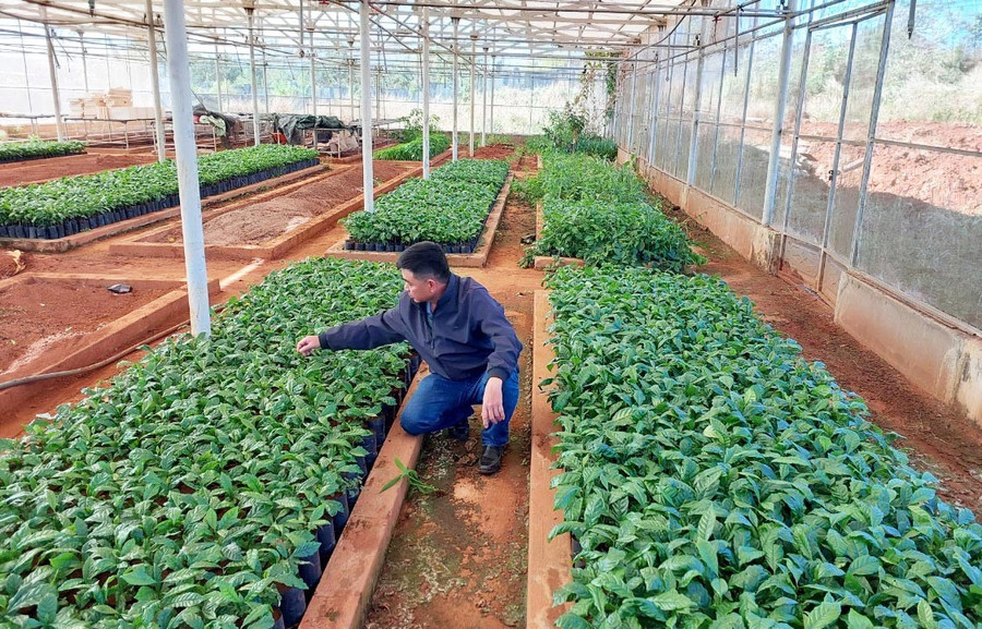 ពូជកាហ្វេគុណភាពខ្ពស់ នៅមជ្ឈមណ្ឌលស្រាវជ្រាវពូជដំណាំខេត្ត។ រូបថត៖ N.D ca-phe-giong-chat-luong-cao-tai-trung-tam-nghien-cuu-giong-cau-trong-tinh.jpg